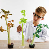 Small Seeds and Mighty Trees: Investigating plant growth (Gift Kit)