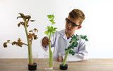 Box 3 - Small Seeds and Mighty Trees: Investigating plant growth (3-5 years)